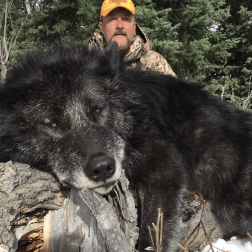 Wyoming Hunting Outfitters For Wolf