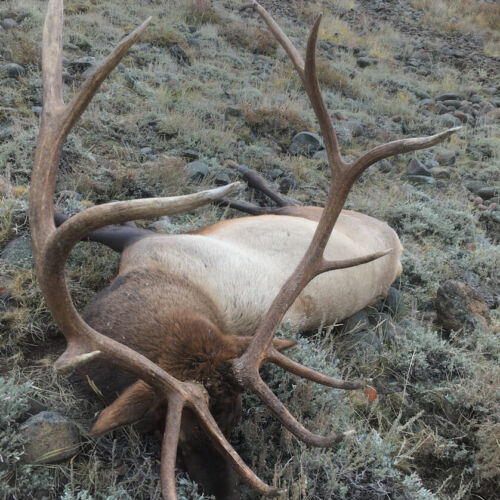 Wyoming Elk