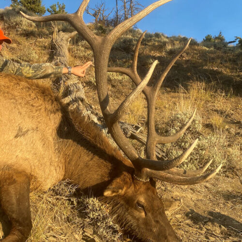 Hunt Bull Elk In Wyoming