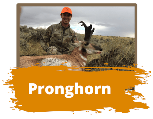 Pronghorn Hunts Wyoming