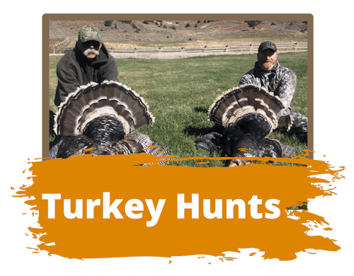 Wyoming Hunting For Turkey
