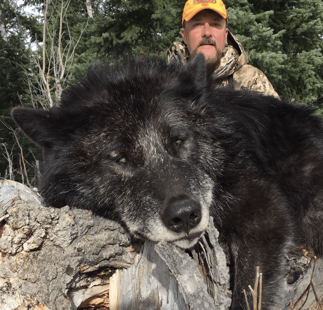 Wyoming Wolf Outfitters | Wyoming Hunting Outfitters