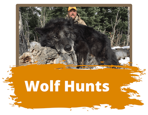 Wolf Hunts Wyoming