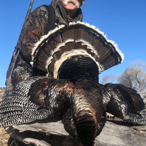 Wyoming Turkey Hunting Guides