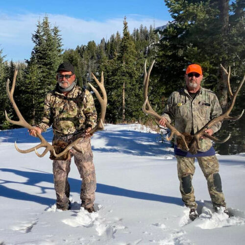 Bull Elk Hunts in Wyoming