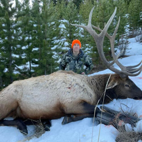 Bull Elk Hunts in Wyoming