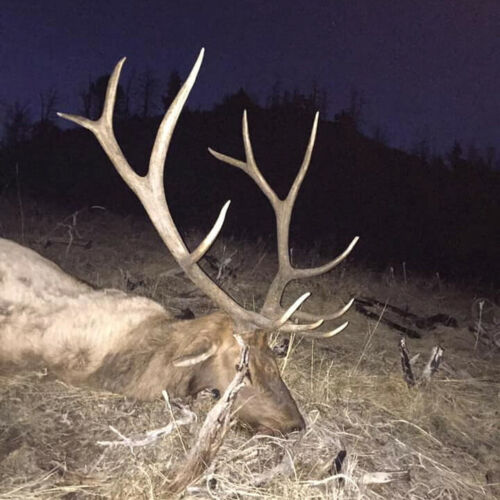 Hunting the Elk Rut in Wyoming