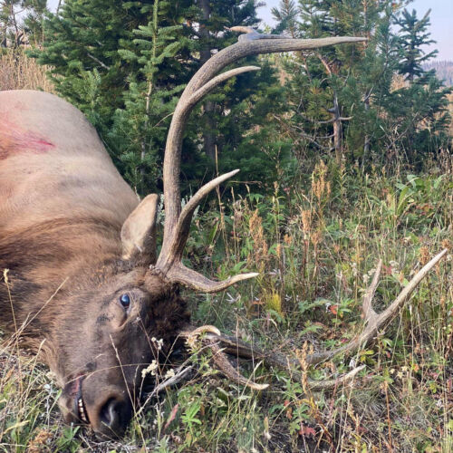 Successful Wyoming Guided Elk Hunt