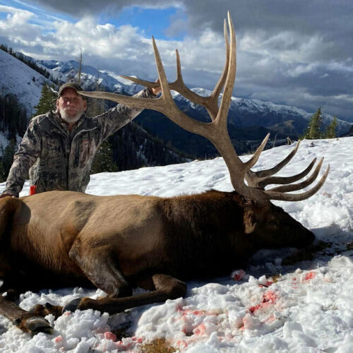 Big Bull Elk Taken With Rifle In Wyoming