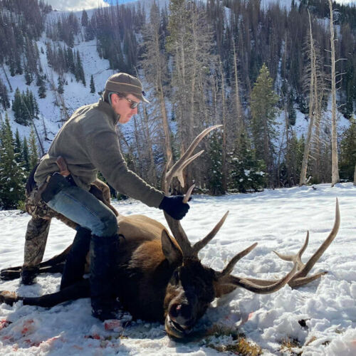Bull Elk Hunt in Wyoming