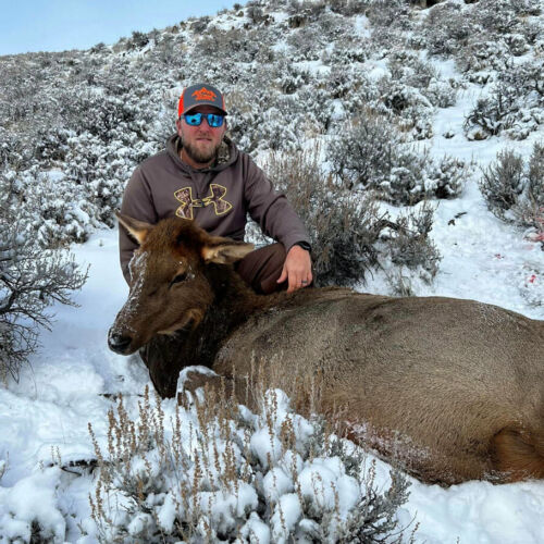 Late Season Cow Elk Hunt in Wyoming