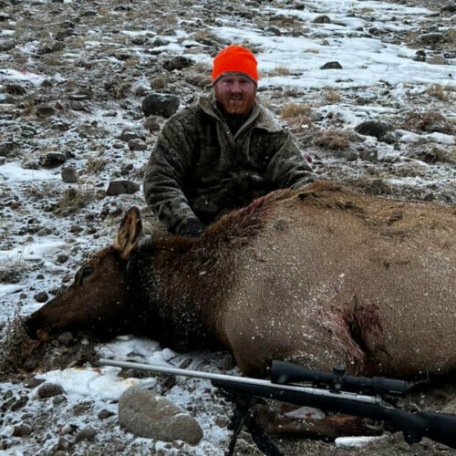 Rifle Cow Elk Hunt in Wyoming