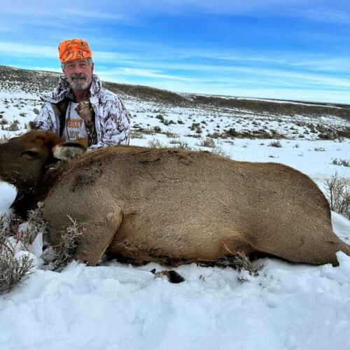 Cow Elk Hunt in Wyoming