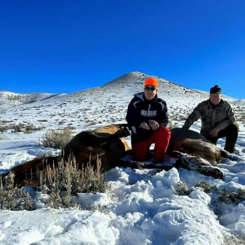 Cow Elk Hunt in Wyoming